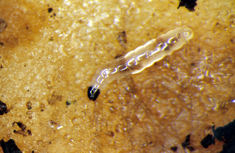 Figure 4: Fungus gnat larvae on potato slice. 